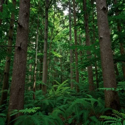 lush forest, high detail, 4 k, dadaism style