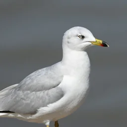 portrait of Grey headed gull