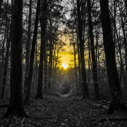 black and white artwork of a forest at sunset, with yellow sunlight