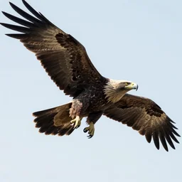 professional digital art of a view from below a giant prehistoric eagle flying in front of the sun, greg rutkowski, high quality, hd, highly detailed