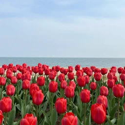 tulip sea, first person