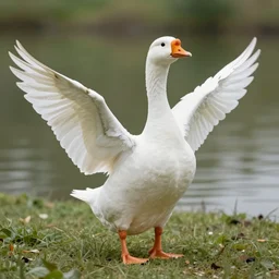 a wompy goose with way too many wings