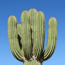 giant cactus, blue background