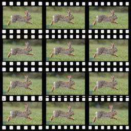 a rabbit jumping up over a fence, shown as a film strip showing 9 sequential stills starting from time 0 : 0 0 from the video clip in a grid