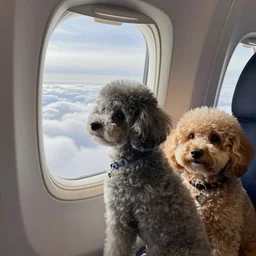 a dapper miniature gray poodle in stockholm, on an airplane looking out of the window to a cloud filled sky, in an suv, with a golden doodle friend