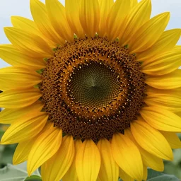 a sunflower face, photorealistic, madness, ultradetailed, volumetric dramatic light