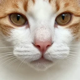 facial piercings on cats macro