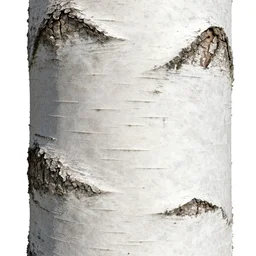 birch tree bark texture material, high definition, high detail, 8 k, photorealistic