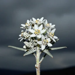 close up photography of edelweiss flower, 1. 2 f, 3 5 mm, dark, clouds, 1 9 2 0 s ghost photography