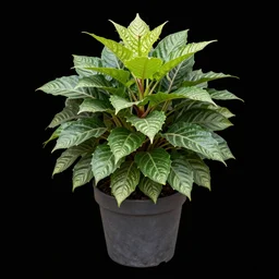 a png texture on black background of a bangkok plants flora and flowers in a pot, high resolution, photo, highly detailed, png, alpha map h 7 6 8
