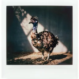 a polaroid photograph of a dodo