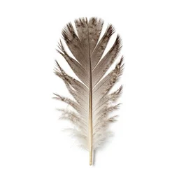 weathered phoenix feather, 8k product photo, isolated on a pure white background, centered, entire object in frame, sharp focus, soft studio lighting