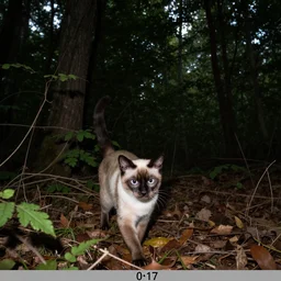 siamese cat stalking in woods taken by a night trail cam camera, trail cam footage, creepy, dark, realistic