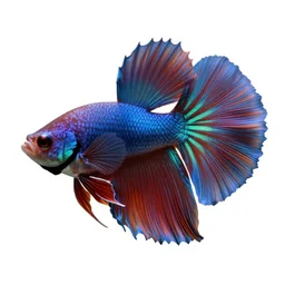 giant betta fish, stylized pixar-style 3d render, full body, isolated on a pure white background, centered, entire subject in frame, sharp focus, soft studio lighting
