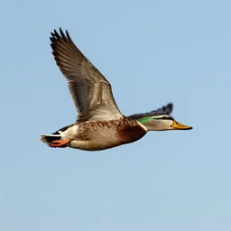 Duck flying an airplane