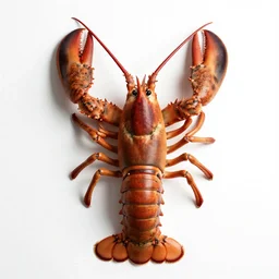 scandinavian lobster, professional product shot, isolated on a pure white background, centered, entire object in frame, sharp focus, soft studio lighting
