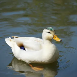 thinking of duck