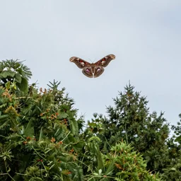 a sighting of red eyed mothman in the sky above the treeline