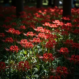 a field full of red spider lillies