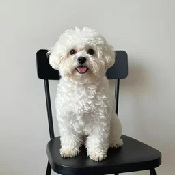 dog sitting on chair by Grace Liu