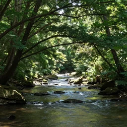 a forest with sunlight shining through the branches of trees, a river flows through with a deer drinking the water, a golden eagle flying over the river 4k
