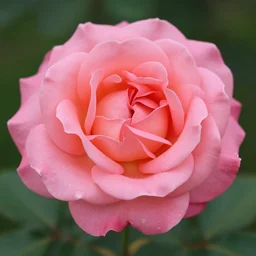 photo of a rose by aurora snell