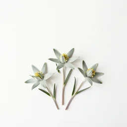 minimalistic wallpaper of edelweiss flowers with white background, matte painting