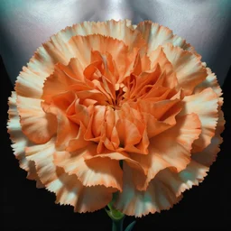 close up sci - fi horror poster carnation flower poster, carnation skin, orange and teal and silver skin, elegant, highly detailed, centered, digital painting, smooth, sharp focus, illustration, artgerm, tomasz alen kopera, peter mohrbacher, donato giancola, joseph christian leyendecker, wlop, frank frazetta