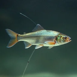 7 0 s movie still of a two - leg - fish, cinestill 8 0 0 t 3 5 mm technicolor, heavy grain, high quality, high detail