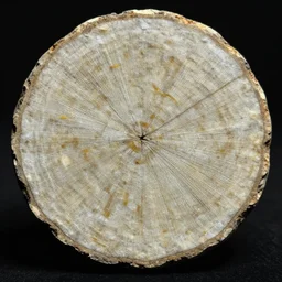 close up shot of a sliced fossil, award winning photography, high contrast