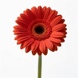 majestic gerbera daisy, studio photography, full body, isolated on a pure white background, centered, entire subject in frame, sharp focus, soft studio lighting