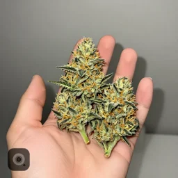 photo in first person perspective of hand holding quality marijuana buds, 4 k, pov, phone camera flash
