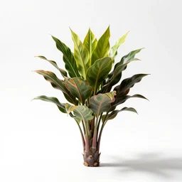 colorful zz plant, high detail photograph, full body, isolated on a pure white background, centered, entire subject in frame, sharp focus, soft studio lighting