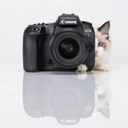 Wooly kitten, Canon EOS R3, f/1.4, ISO 200, 1/160s, 8K, RAW, unedited, symmetrical balance, in-frame