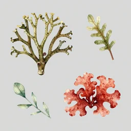 bladder wrack and red dulse seaweed, decorative design against a grey background, done in Water colour
