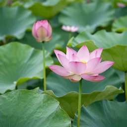 double exposure flowers, lotus, cosmos