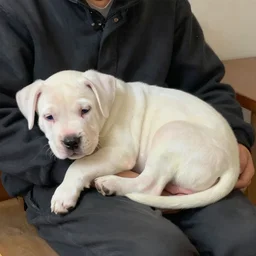 tired white pitbull puppy curled up on a japanese man's lap, highly detailed painting, cozy aesthetic