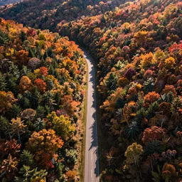 drone photo of new england autumn fall forest with a single winding road running through the center, autumn colours, prize winning national geographic photograph