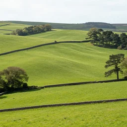 Yorkshire countryside with rolling vivid green hills and surrounded by pine trees