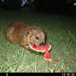 chupacabra eating watermelon trail cam
