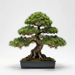 fluffy bonsai tree, studio photography, full body, isolated on a pure white background, centered, entire subject in frame, sharp focus, soft studio lighting