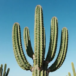 cactus by a goosens
