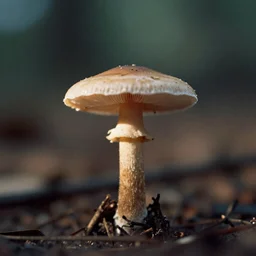 outdoors, a tiny mushroom, anamorphic, dramatic lighting, professional macro photography, kodak ektar film