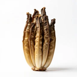golden seal, professional studio photo, full body, isolated on a pure white background, centered, entire subject in frame, sharp focus, soft studio lighting