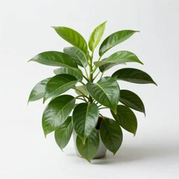 elderly pothos plant, studio photography, full body, isolated on a pure white background, centered, entire subject in frame, sharp focus, soft studio lighting