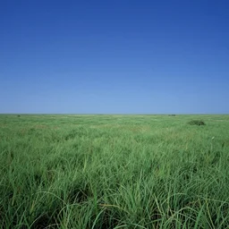 a beautiful matte painting of an empty Green grassy field on an alien world, blue sky, cinematic perspective, cinematic lighting, Syd Mead