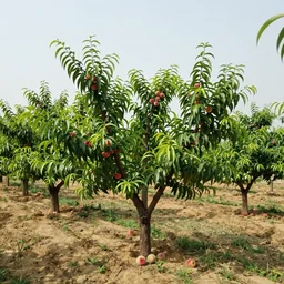 a beautiful peach orchard
