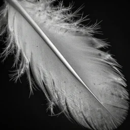 close up of feathers, high contrast cinematic lighting, ambient occlusion render, duotone, detailed
