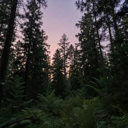 really beautiful forest, evening sky