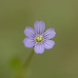 macroshot of a tiny little flower